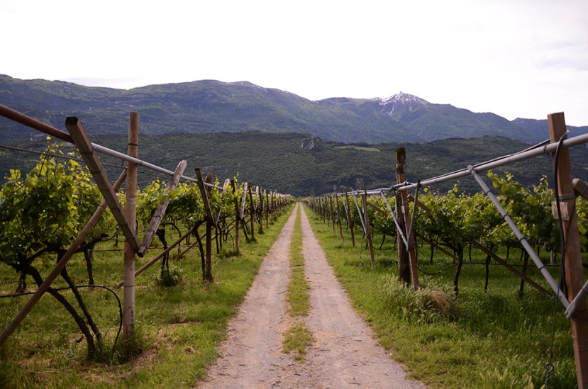 Trentino: viñedos