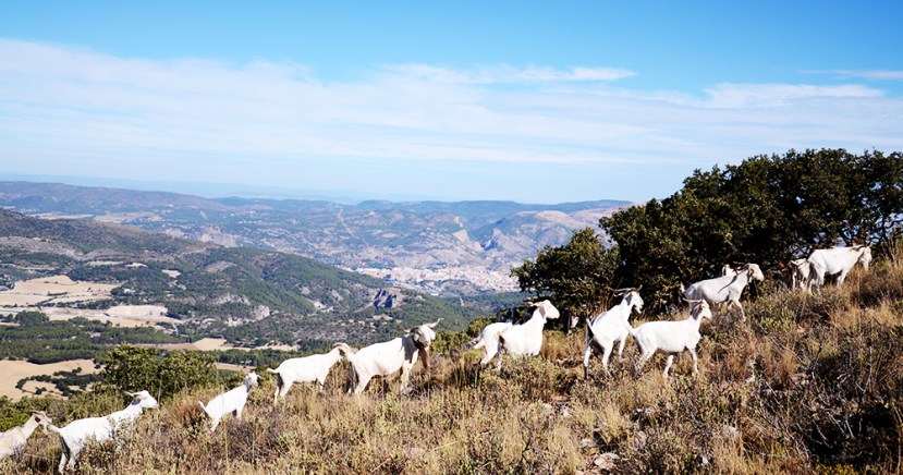 Des de la serra dels Plans: Alcoi i les cabres