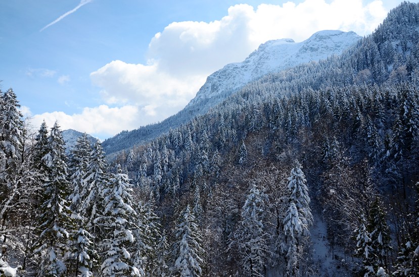 Neu als boscos de Hohenschwangau